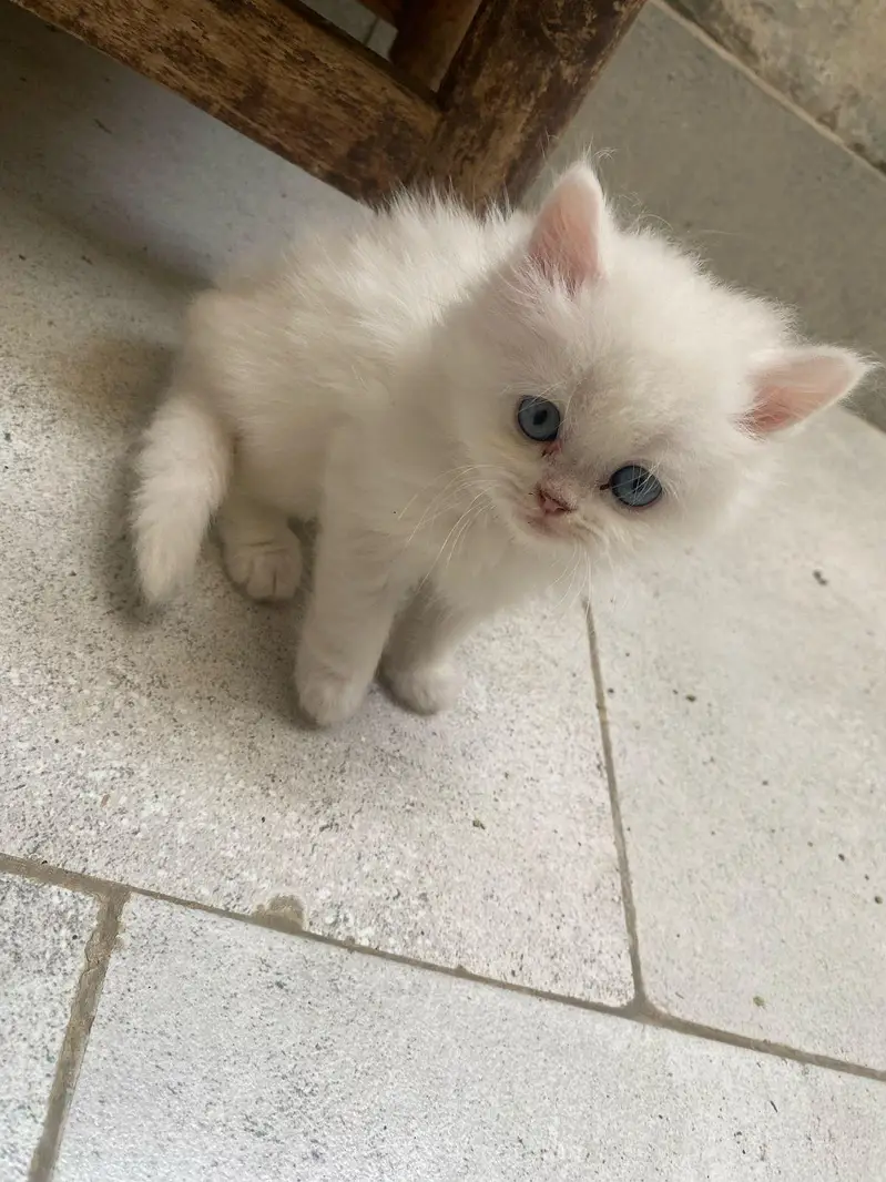 Quality Persian panch face cat and kitten WhatsAp 03401430037 — photo 2