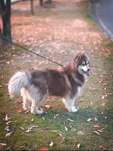 Siberian husky