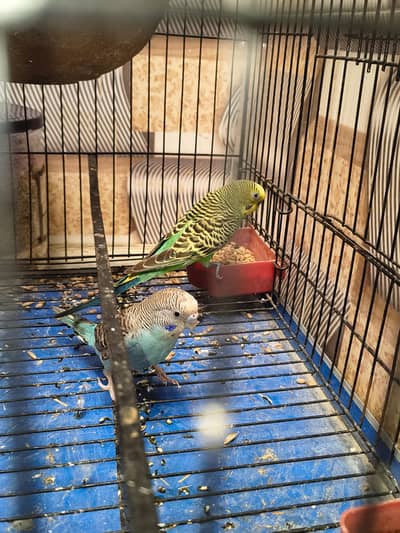 1 male for sale .