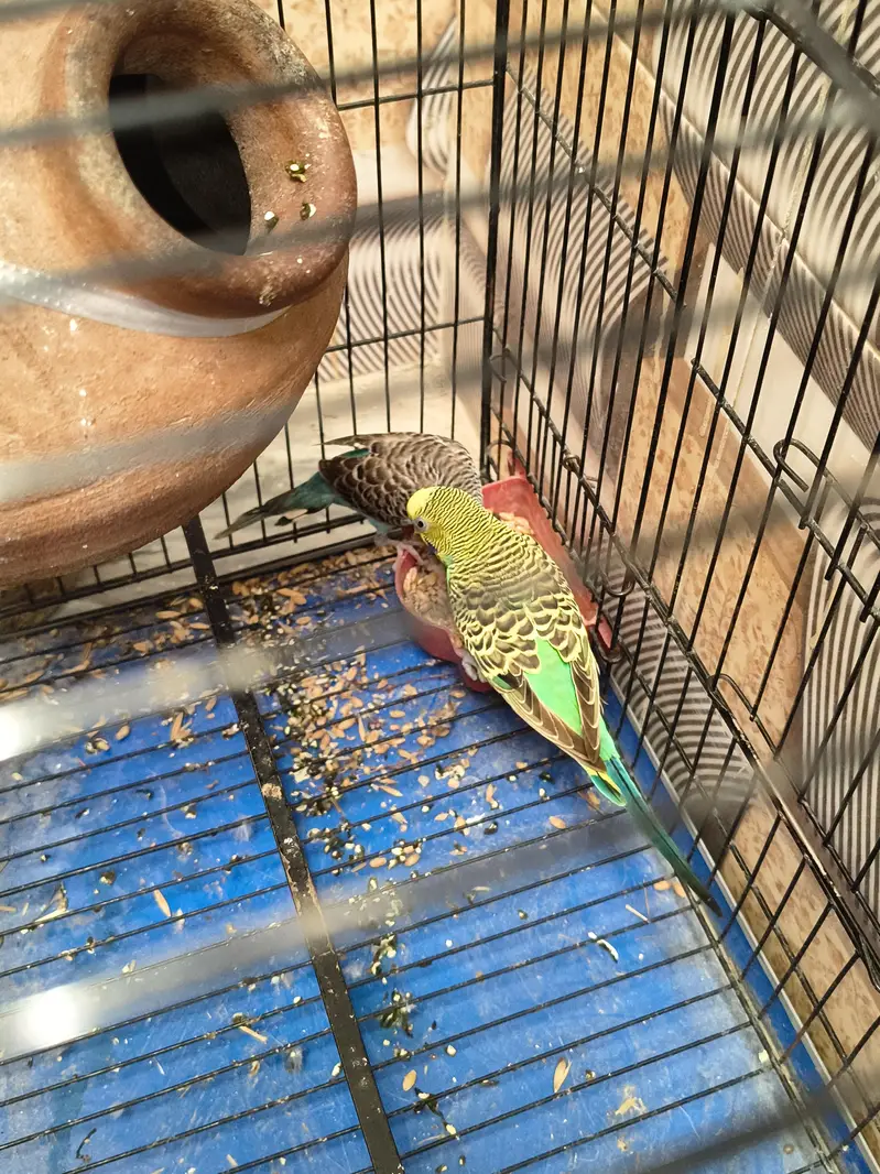 1 male for sale . — photo 2