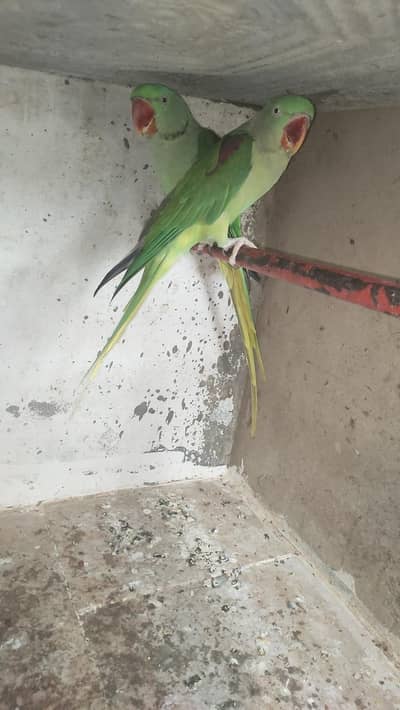 Ready to breed pair