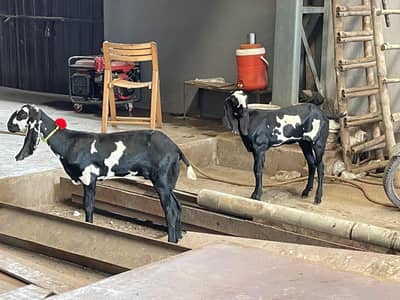 Top Quality Beetal Goats