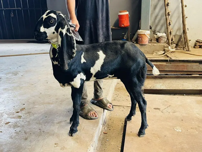 Top Quality Beetal Goats — photo 2