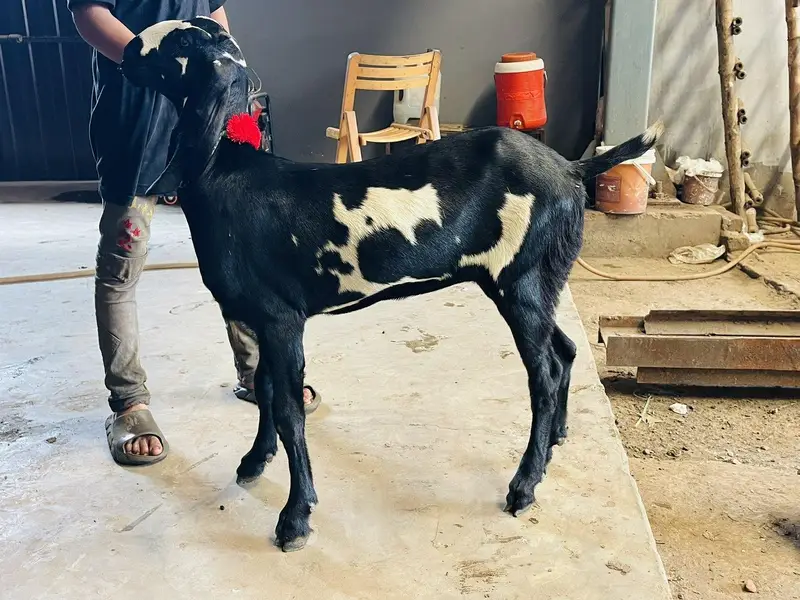 Top Quality Beetal Goats — photo 3