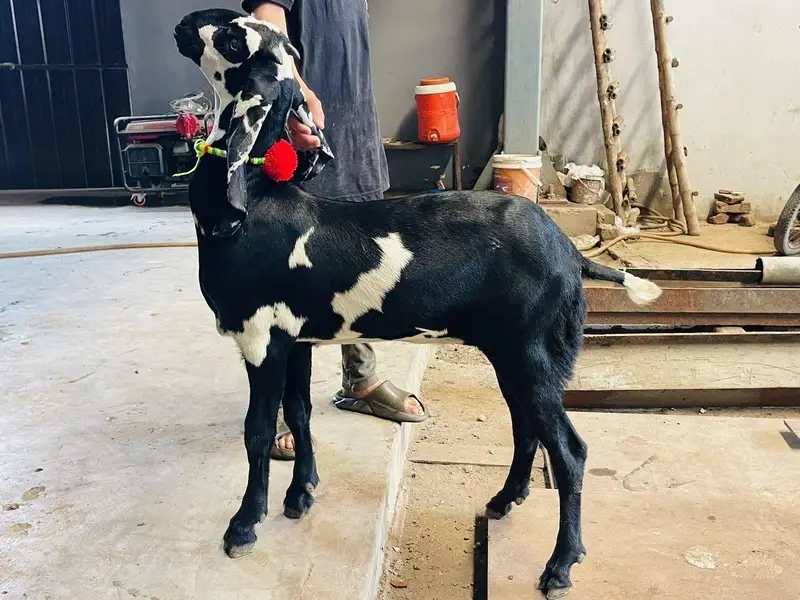 Top Quality Beetal Goats — photo 4