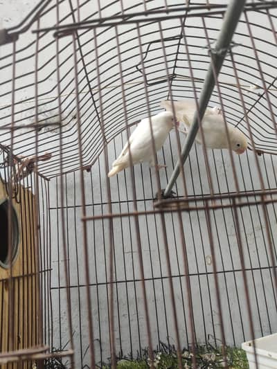 albino pair with cage