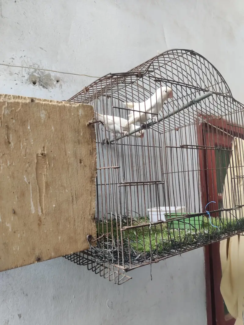 albino pair with cage — photo 2