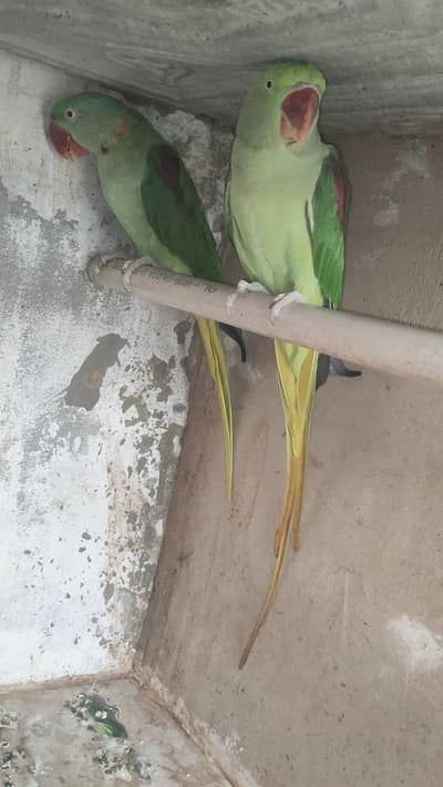Kashmiri pahari