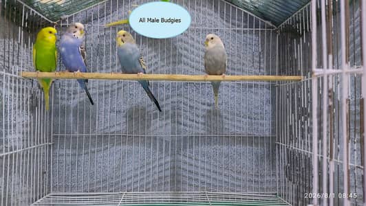 Australian Parrots (Budgies) for Sale.