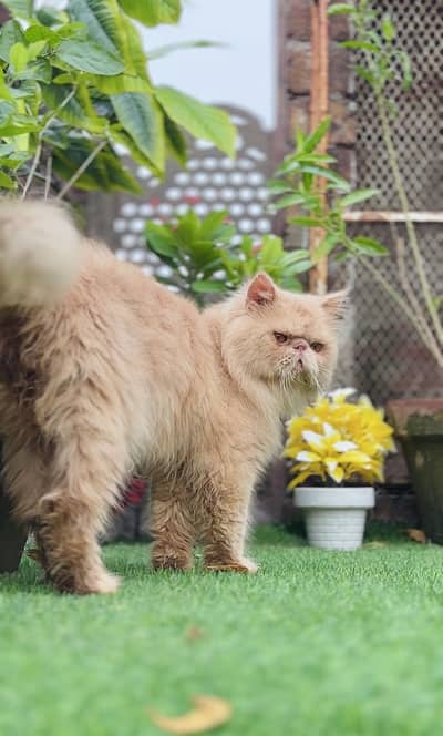 Persian piki male   03054978053