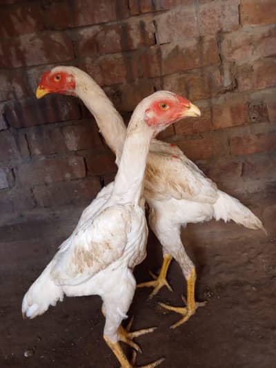 Shamo pair WhatsApp number 03416852769