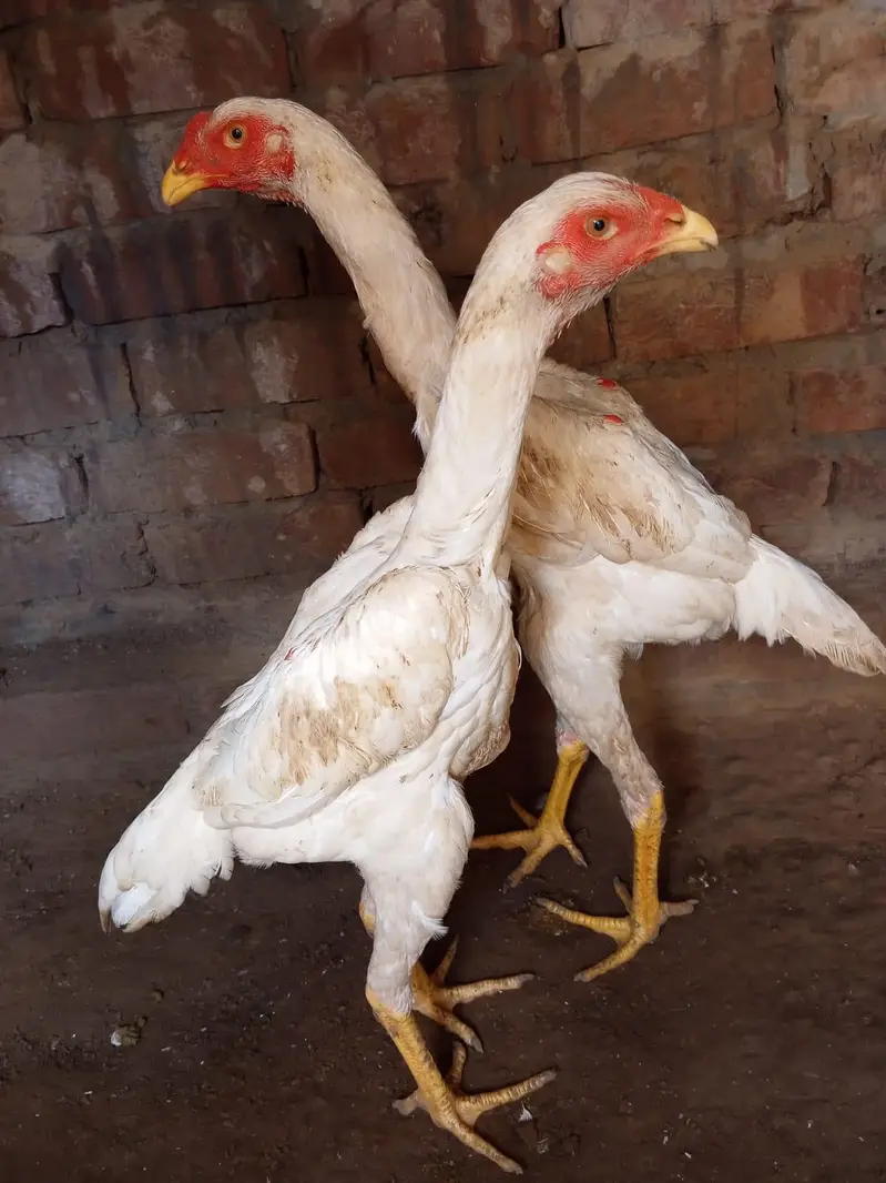 Shamo pair WhatsApp number 03416852769 — photo 2