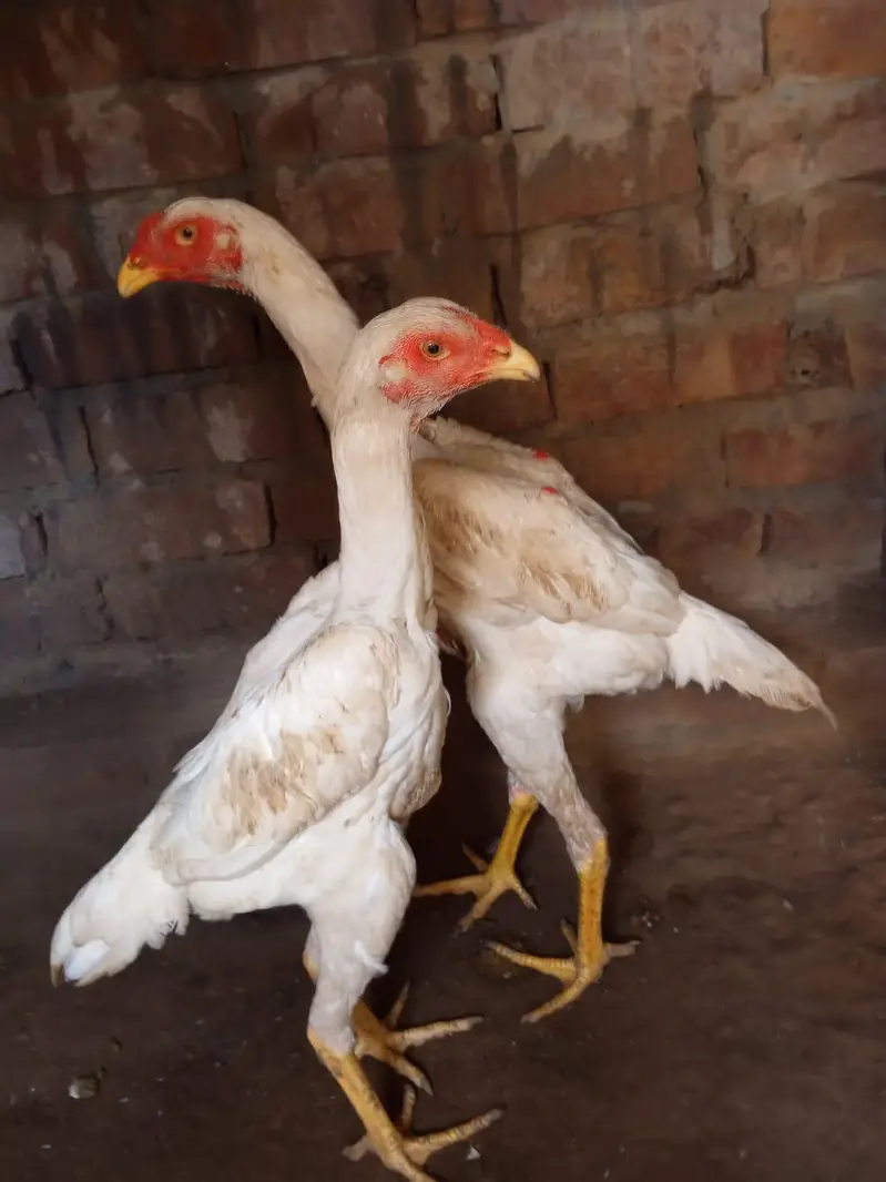 Shamo pair WhatsApp number 03416852769 — photo 3