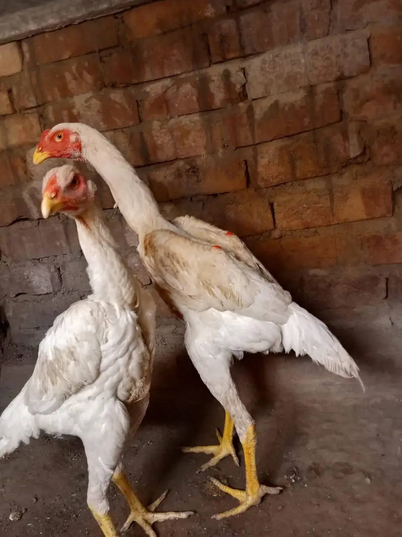 Shamo pair WhatsApp number 03416852769 — photo 4