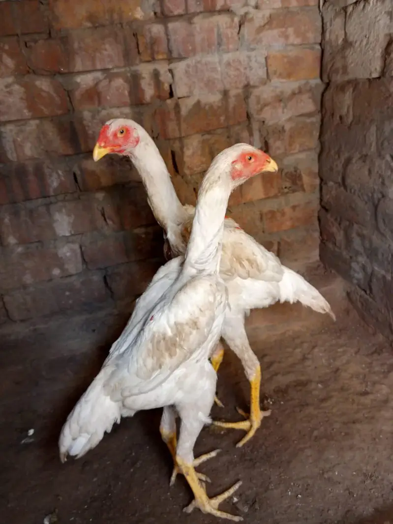 Shamo pair WhatsApp number 03416852769 — photo 5
