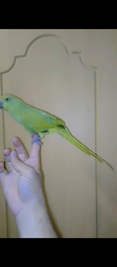 ringneck tam chick male 03025368418