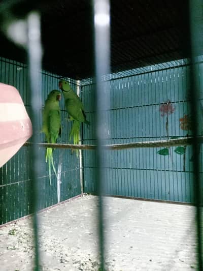 ringneck 5pair fee pair 12000