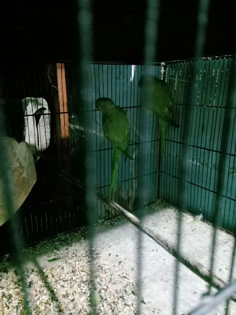 ringneck 5pair fee pair 12000 — photo 2