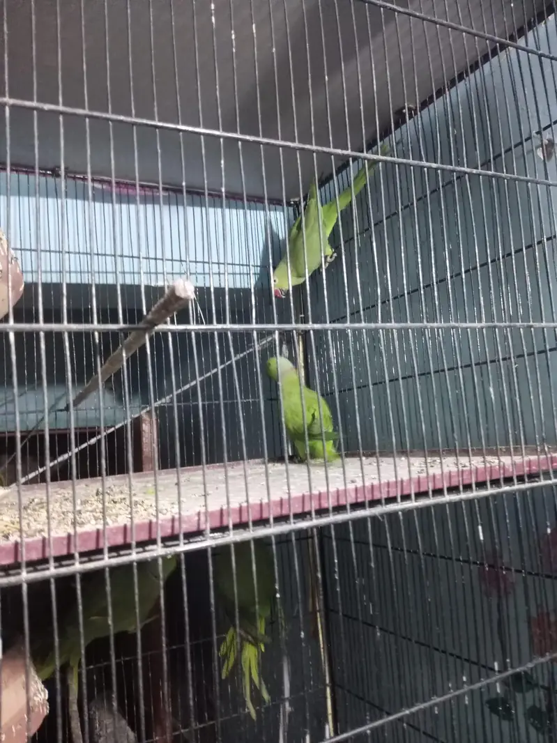 ringneck 5pair fee pair 12000 — photo 3