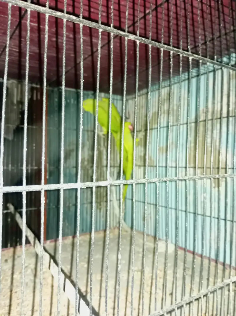 ringneck 5pair fee pair 12000 — photo 4