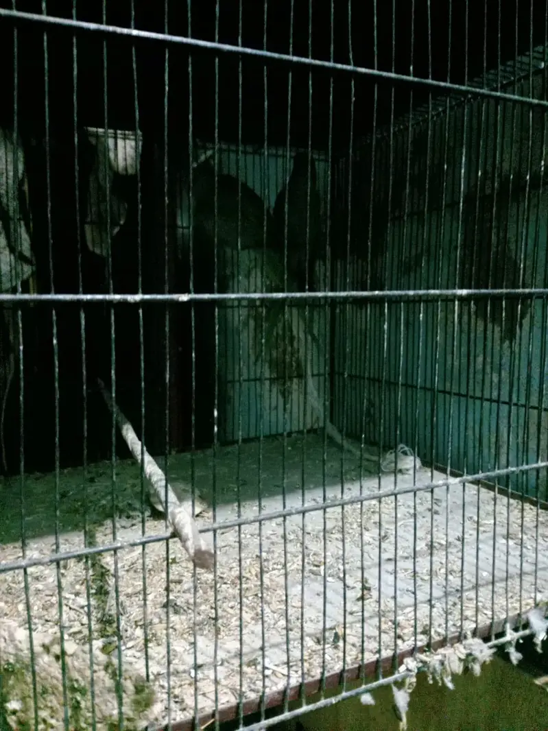 ringneck 5pair fee pair 12000 — photo 5