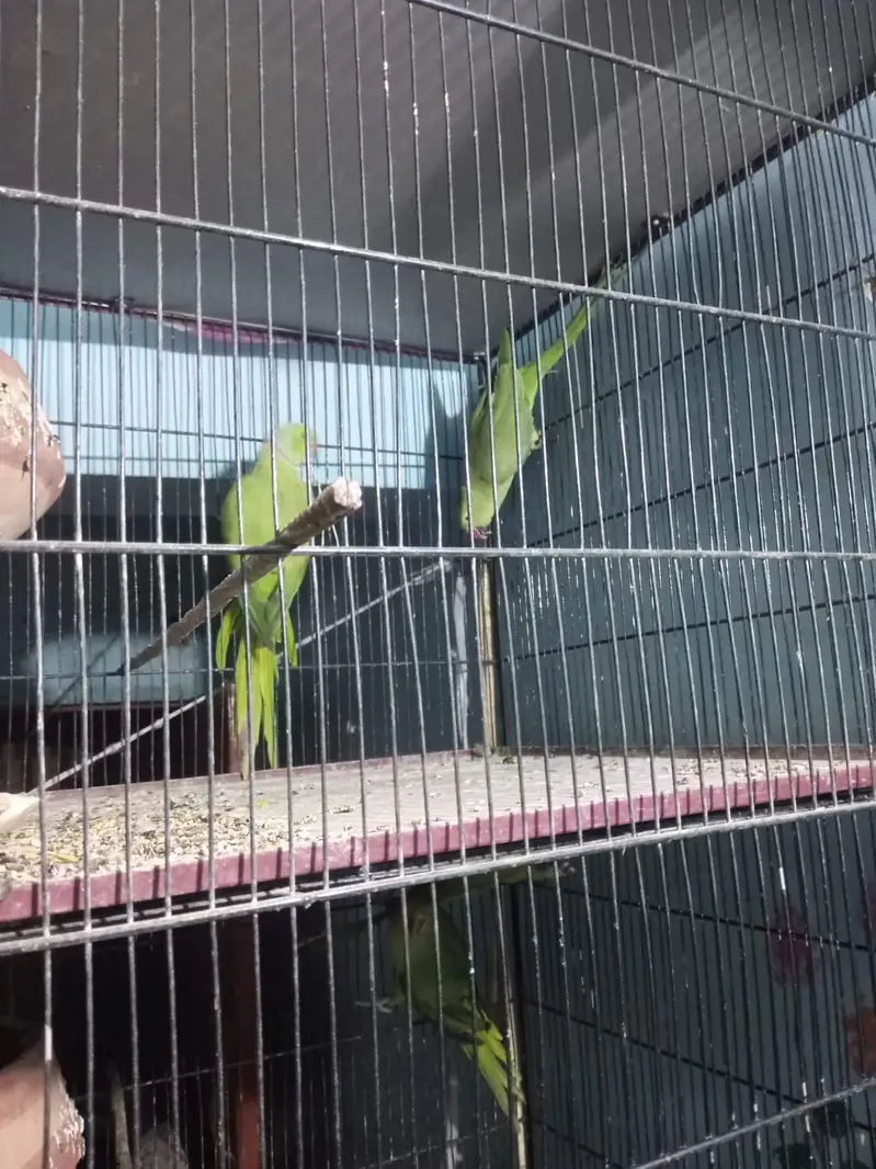 ringneck 5pair fee pair 12000 — photo 6