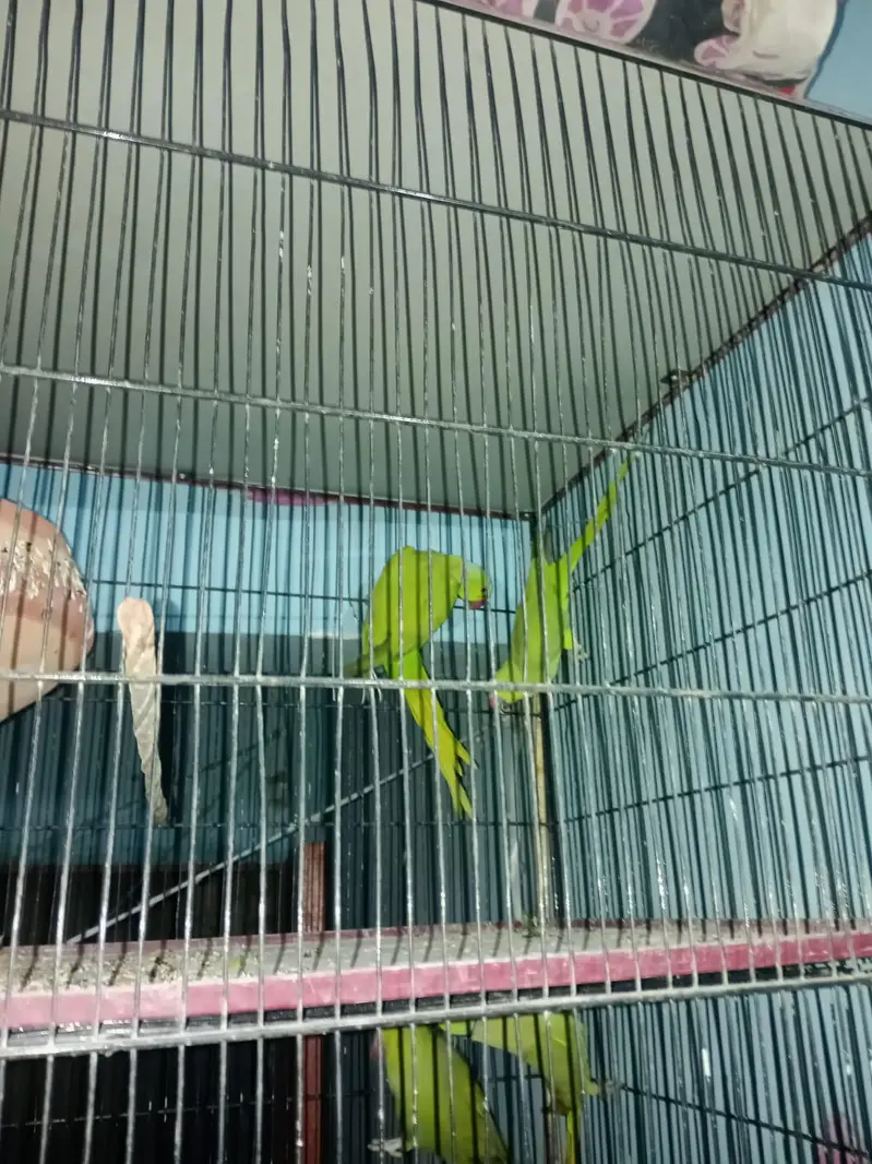 ringneck 5pair fee pair 12000 — photo 7
