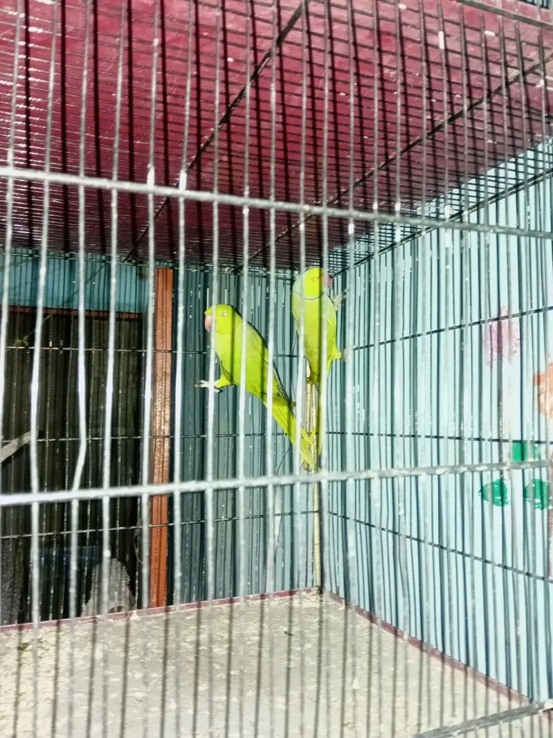 ringneck 5pair fee pair 12000 — photo 8