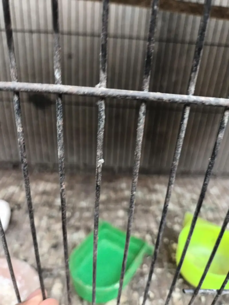 4 portion cage for sale — photo 6