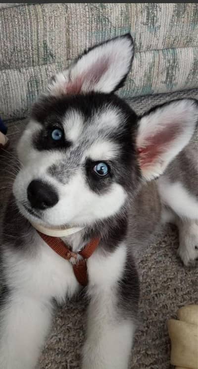 Siberian husky (puppy)
