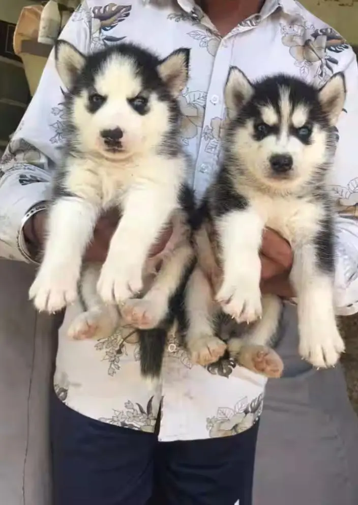 Siberian husky (puppy) — photo 2