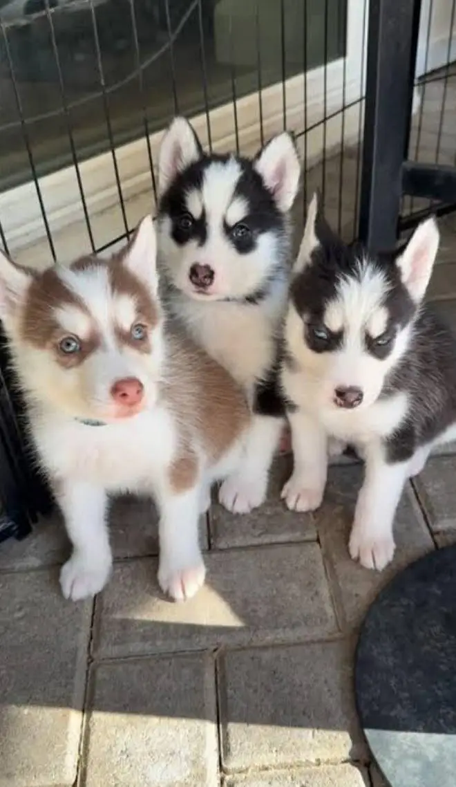 Siberian husky (puppy) — photo 3