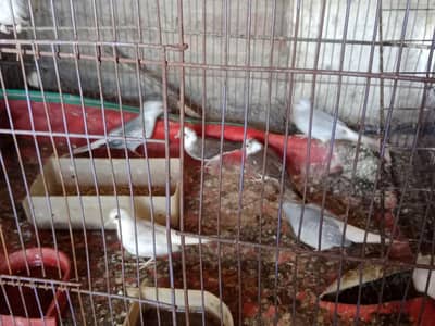 Diamond dove, diamond pied dove, split dove