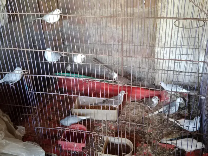 Diamond dove, diamond pied dove, split dove — photo 2