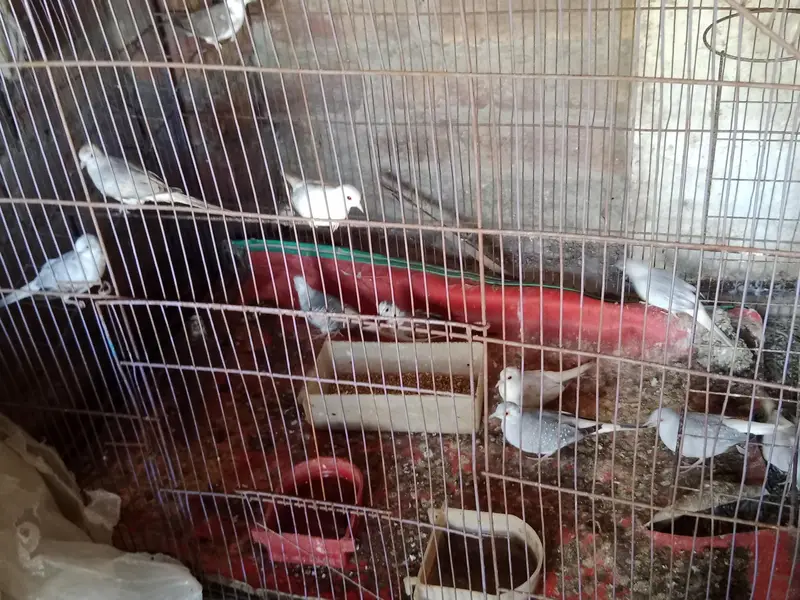 Diamond dove, diamond pied dove, split dove — photo 3