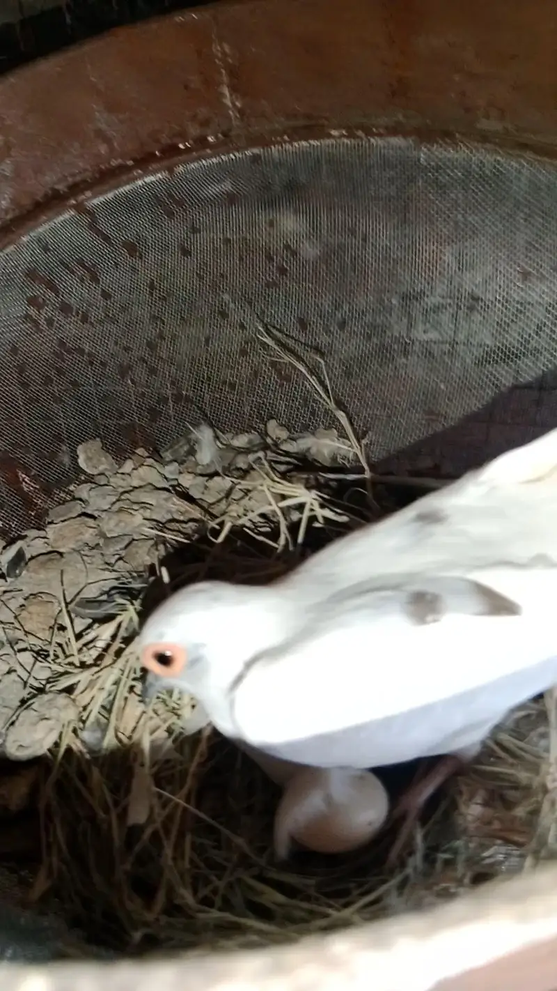 Diamond dove, diamond pied dove, split dove — photo 4