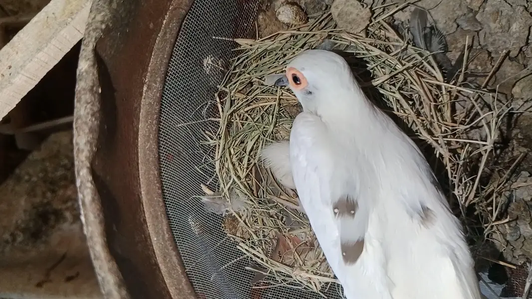Diamond dove, diamond pied dove, split dove — photo 5