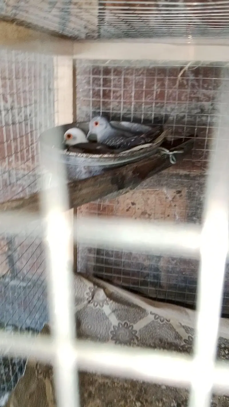 Diamond dove, diamond pied dove, split dove — photo 6