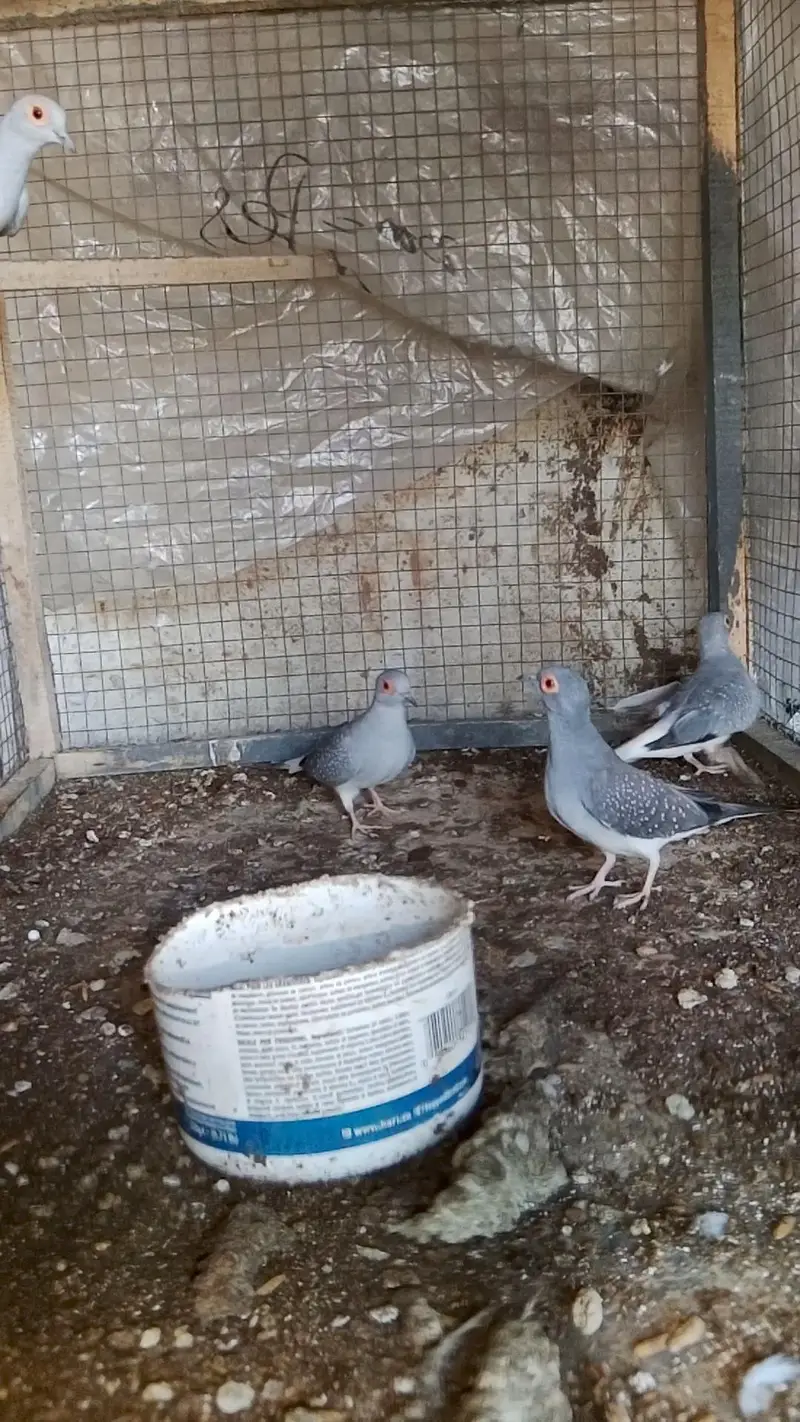 Diamond dove, diamond pied dove, split dove — photo 7