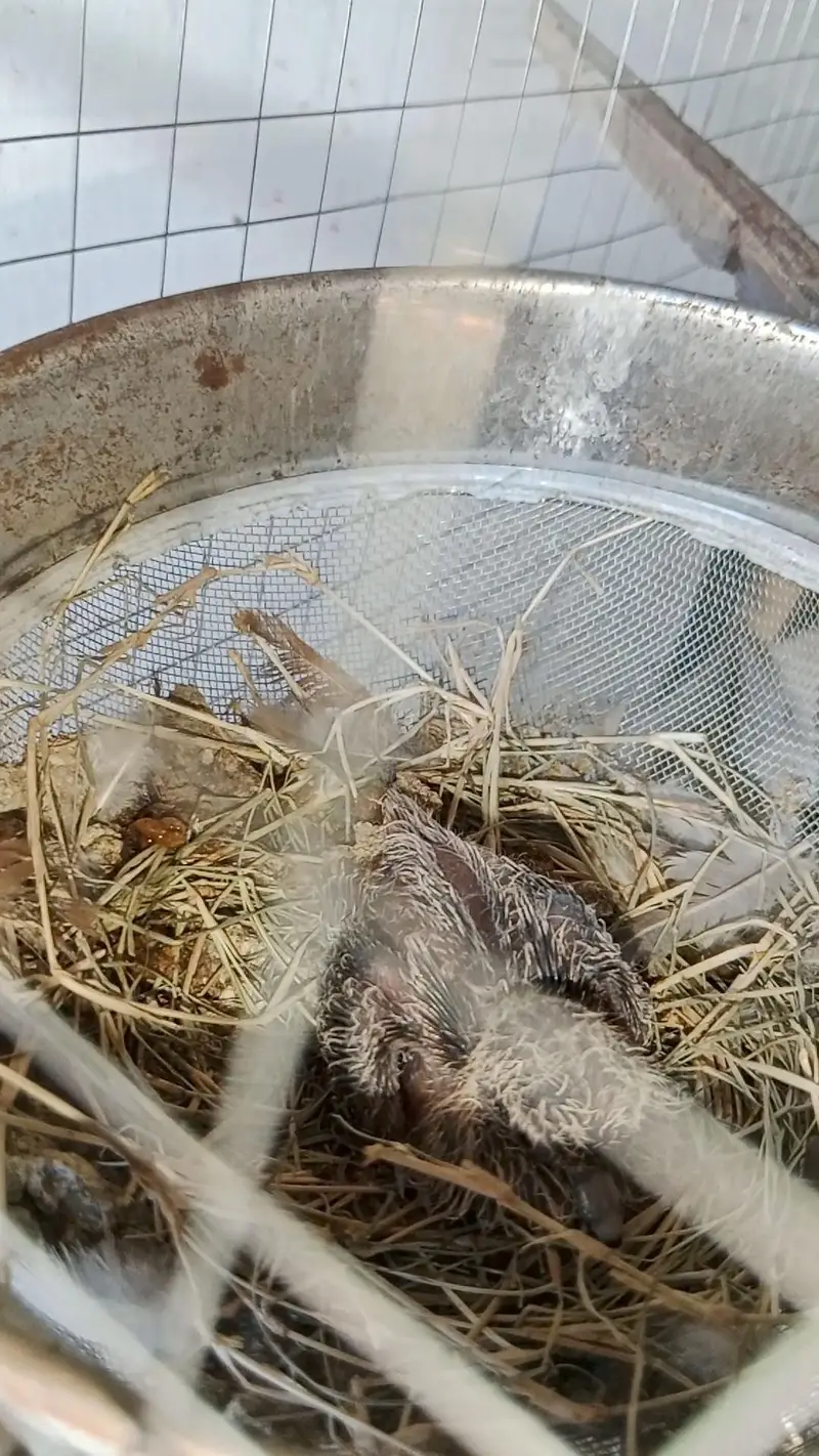 Diamond dove, diamond pied dove, split dove — photo 8