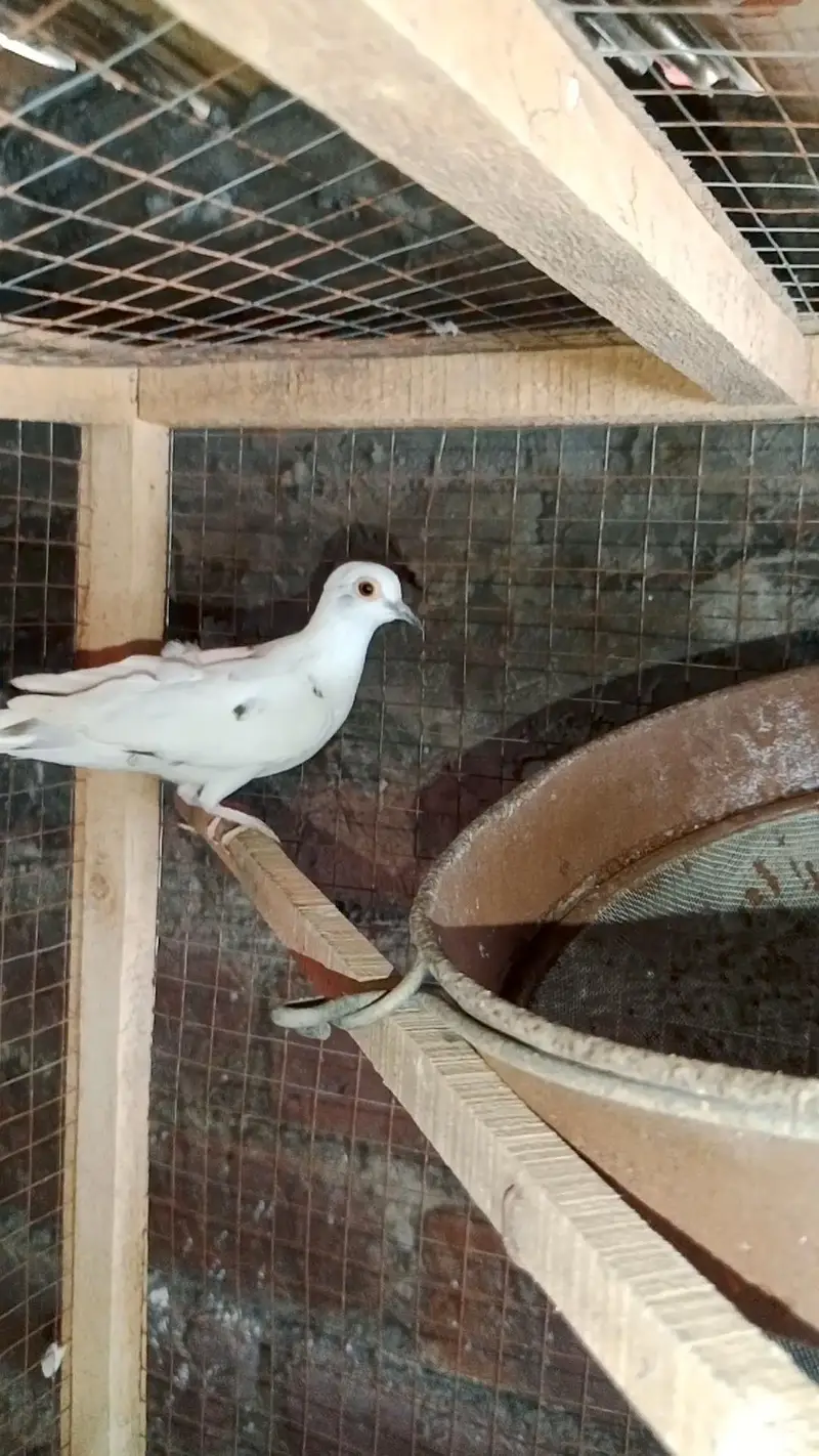 Diamond dove, diamond pied dove, split dove — photo 9