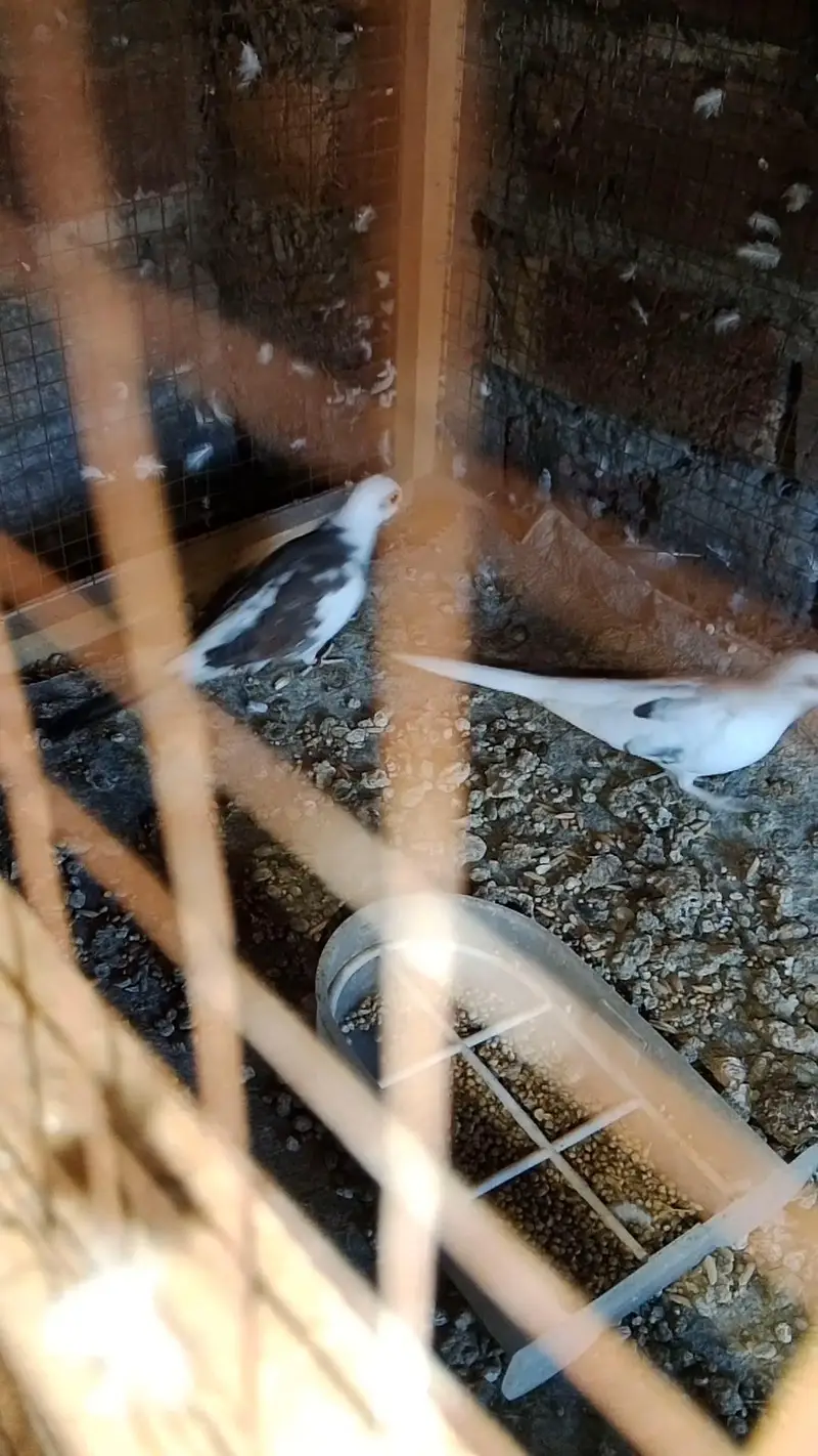 Diamond dove, diamond pied dove, split dove — photo 10