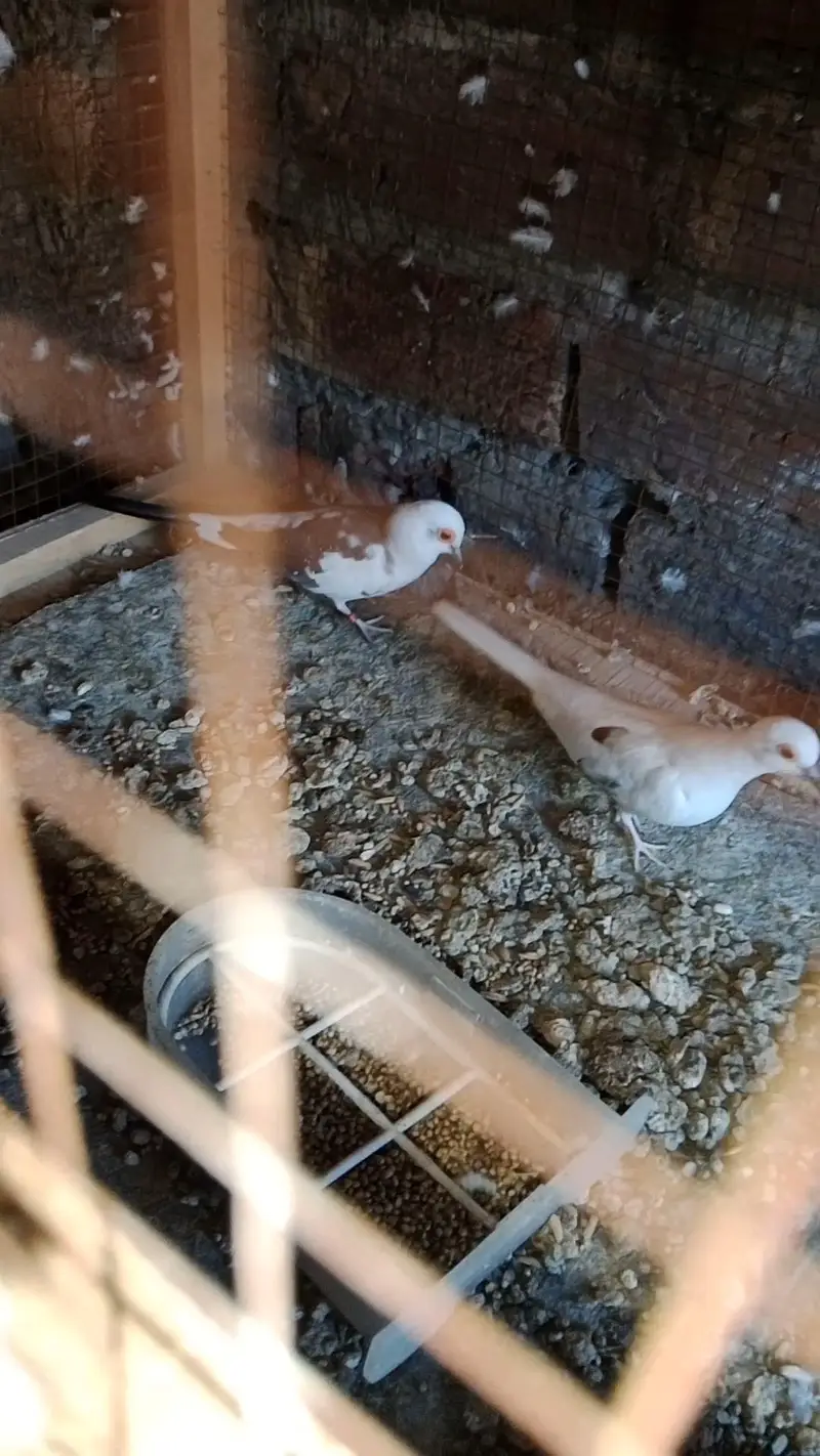 Diamond dove, diamond pied dove, split dove — photo 11