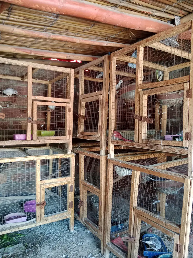 Diamond dove, diamond pied dove, split dove — photo 12
