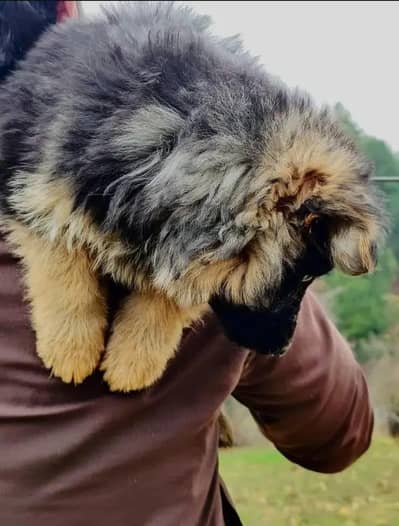 German shepherd Long coat puppy