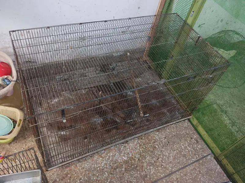 Cage folding 4'x2'x2' for birds is available for sale — photo 3