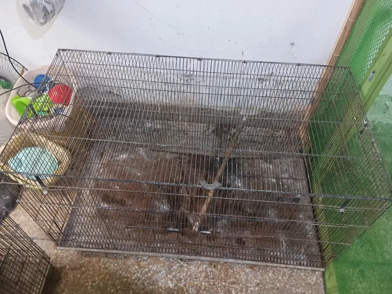 Cage folding 4'x2'x2' for birds is available for sale — photo 4