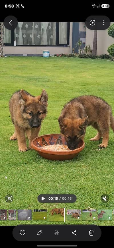 active and 100% to of German Shepherd  pair