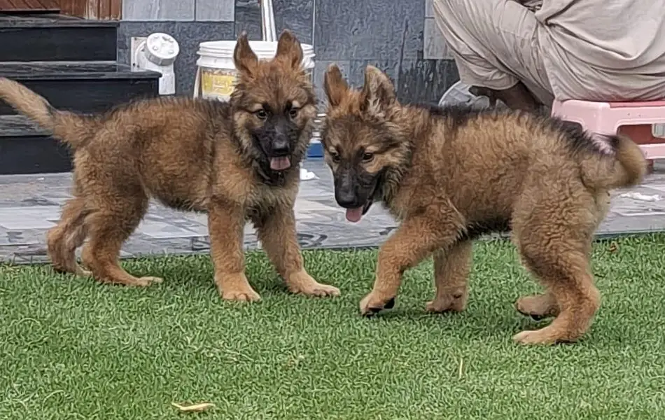 active and 100% to of German Shepherd  pair — photo 2