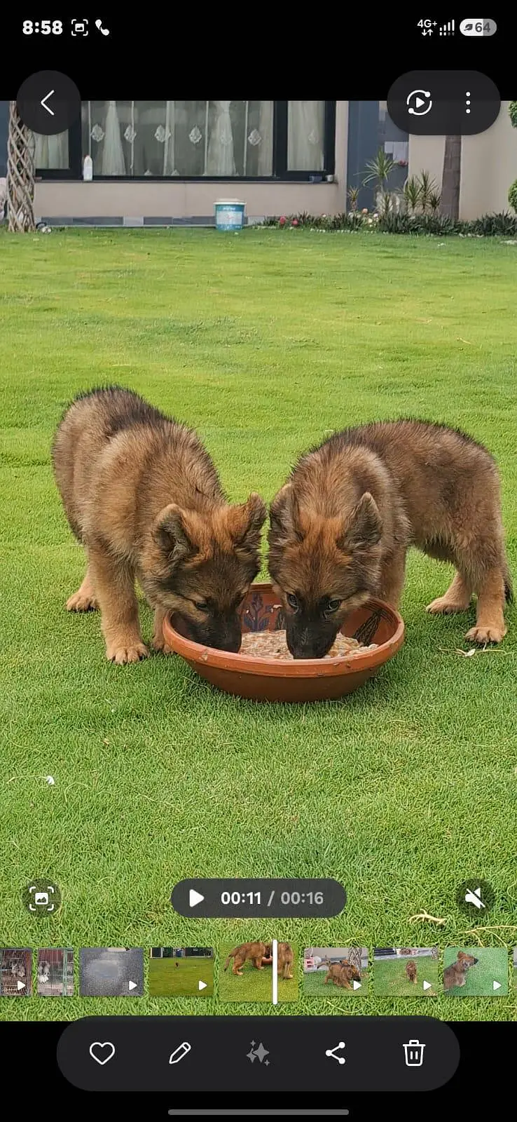 active and 100% to of German Shepherd  pair — photo 3